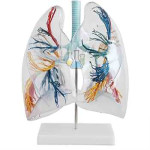 Bronchial Tree With Larynx & Transparent Lung Lobes Classic
